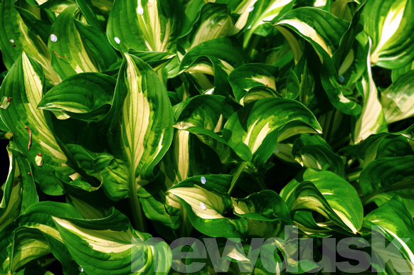 Leaves